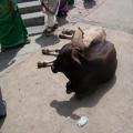 Sri Chamundeshwari Temple (bangalore_100_1681.jpg) South India, Indische Halbinsel, Asien